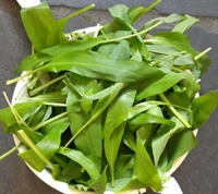 Picture of Wild Garlic