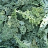 Picture of Green Curly Kale
