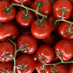 Picture of Classic Vine Tomatoes