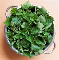 Picture of Nettle Tips