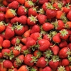 Picture of Kent Strawberries Class 2