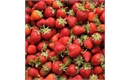 Picture of Kent Strawberries Class 2
