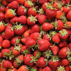 Picture of Kent Strawberries Class 1
