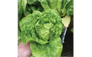 Picture of Little Gem Lettuce