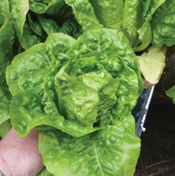 Picture of Little Gem Lettuce