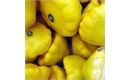 Picture of Sunburst Squash
