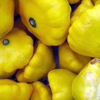 Picture of Sunburst Squash