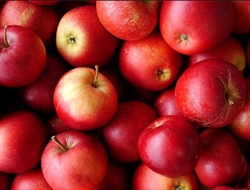 Picture of Kentish Katy Apples