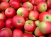 Picture of Discovery Apples