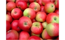 Picture of Discovery Apples