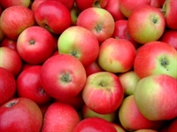 Picture of Discovery Apples