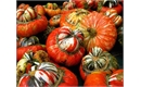 Picture of Turkish Turban Squash