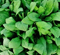 Picture of Perpetual Spinach
