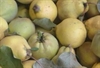 Picture of Essex Quince