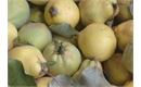 Picture of Essex Quince