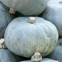 Picture of Kentish Crown Prince Squash