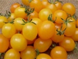 Picture of Yellow Piccolo Tomatoes