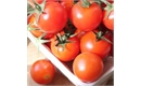 Picture of Red Salad Tomatoes