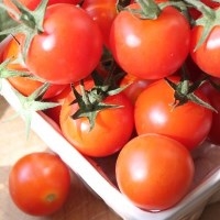Picture of Red Salad Tomatoes