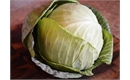 Picture of White Cabbage