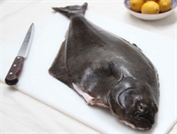 Picture of Whole Halibut