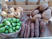 Picture of Small Christmas Veg Box