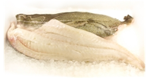 Cod Fillet. Farm Direct