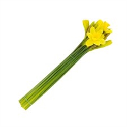 Picture of Outdoor Daffodils (30 stems)