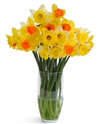 Picture of Outdoor Daffodils (30 stems)