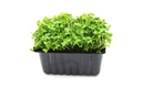 Picture of Cress Punnet