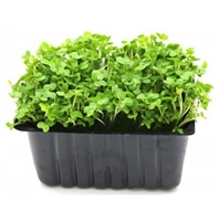 Picture of Cress Punnet
