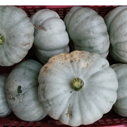 Picture of Crown Prince Squash