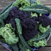 Picture of Mixed Winter Kale