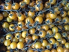 Picture of Yellow Cherry Vine Tomatoes
