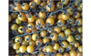 Picture of Yellow Cherry Vine Tomatoes