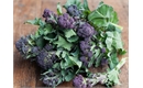 Picture of Purple Sprouting Broccoli