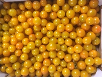 Picture of Yellow Cherry Tomatoes