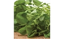 Picture of Land Cress 