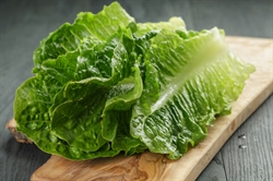 Picture of Cos Lettuce