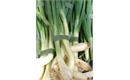 Picture of Spring Onions (bunched)