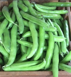 Picture of Broad Beans