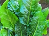 Picture of Spinach Erbette