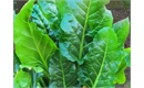 Picture of Spinach Erbette