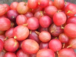 Picture of Pink Xenia Gooseberries