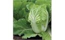 Picture of Chinese Cabbage
