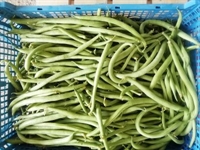 Picture of French Green Beans