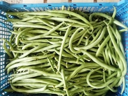 Picture of French Green Beans