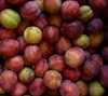 Picture of Excalibur Plums