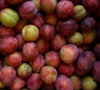 Picture of Excalibur Plums
