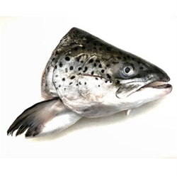 Picture of Scottish Salmon Head